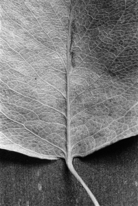 Still Life: Leaf Macro