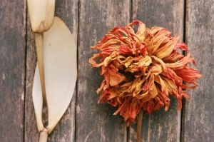 Still Life: Flower