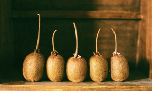 Still Life: Kiwi Fruit