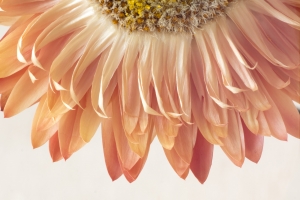 Macro Curly Flower Top